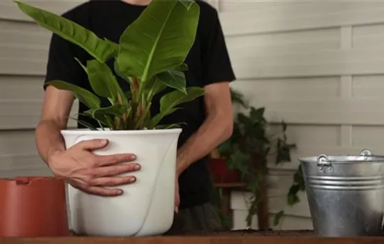 Philodendron - Einpflanzen in ein Gefäß