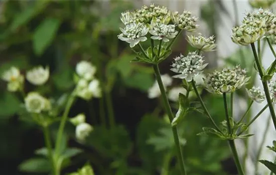 Sterndolde - Einpflanzen im Garten